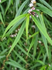 Myoporum floribundum