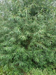 Myoporum floribundum