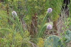 Liatris carrizana