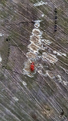 Lemodes coccinea