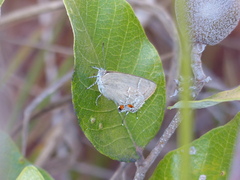 Contrafacia muattina