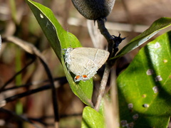Contrafacia muattina