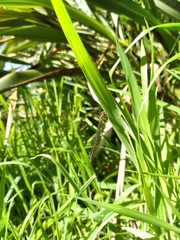 Xanthocnemis zealandica