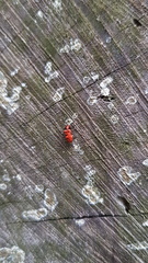 Lemodes coccinea