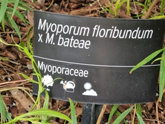 Myoporum floribundum