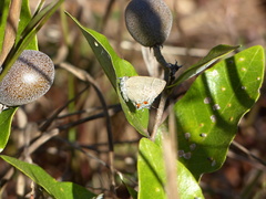 Contrafacia muattina