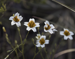 Salpiglossis sinuata