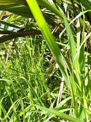 Xanthocnemis zealandica