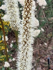 Xanthorrhoea minor