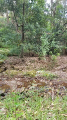 Alectura lathami lathami