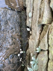 Hygroamblystegium varium