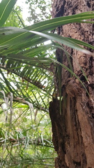 Telephlebia godeffroyi