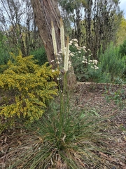 Xanthorrhoea minor