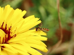 Sphaerophoria macrogaster