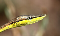 Oxybelis microphthalmus