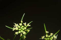 Petroselinum crispum