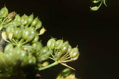 Petroselinum crispum