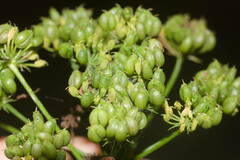 Petroselinum crispum