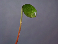 Breutelia pendula