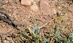 Oxybelis microphthalmus