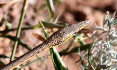 Oxybelis microphthalmus