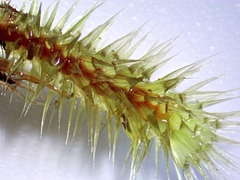 Breutelia pendula