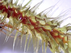 Breutelia pendula