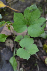Ranunculus recurvatus
