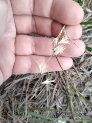 Bouteloua rigidiseta