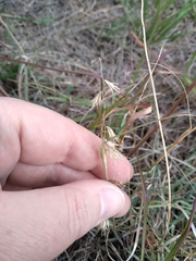 Bouteloua rigidiseta