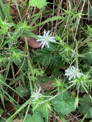 Stellaria pungens