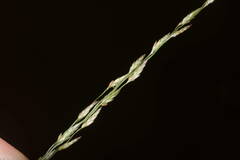 Eragrostis pectinacea