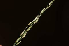 Eragrostis pectinacea