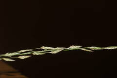 Eragrostis pectinacea
