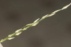 Eragrostis pectinacea