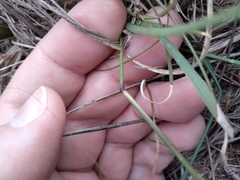 Bouteloua rigidiseta
