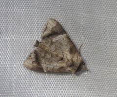 Hiaspis closteroides