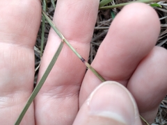 Bouteloua rigidiseta