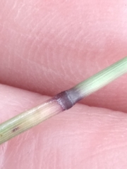 Bouteloua rigidiseta