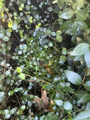 Murdannia keisak