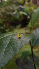 Sidymella rubrosignata