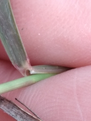 Bouteloua rigidiseta