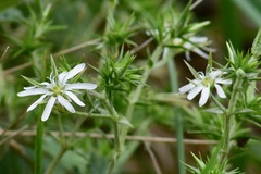 Stellaria pungens