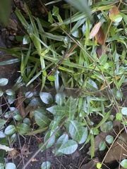 Murdannia keisak