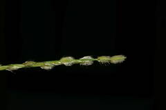 Digitaria bicornis