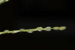Digitaria bicornis
