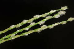 Digitaria bicornis