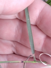 Bouteloua rigidiseta