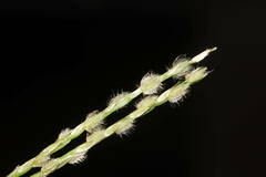 Digitaria bicornis