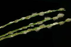 Digitaria bicornis